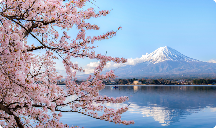 Experience Japan’s Magical Cherry Blossom Season