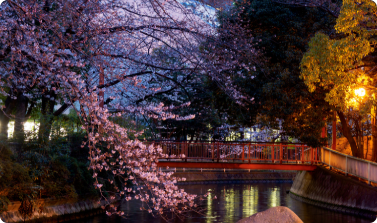 Japan night cherry blossoms