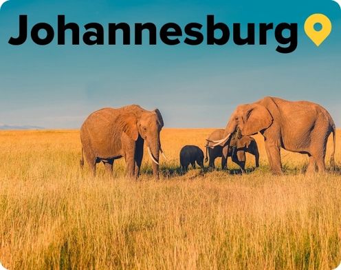 Elephants on the grass plains in wildlife park outside of Johannebrg Gauteng South Africa 