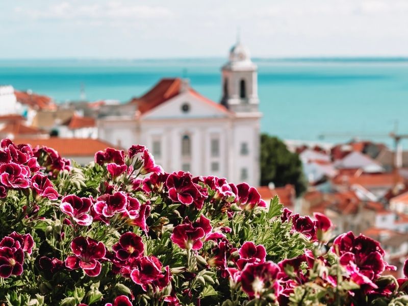 Flowers with house and sea in the background