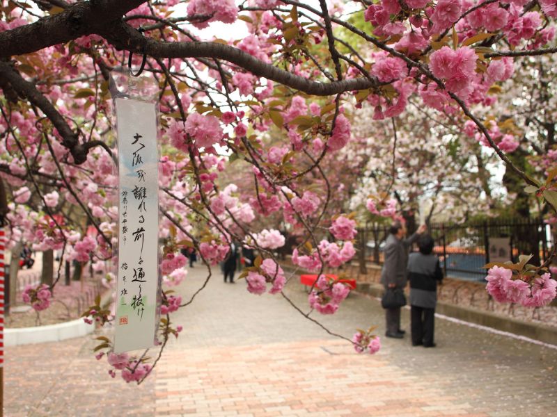 cherry-blossoms-in-japan