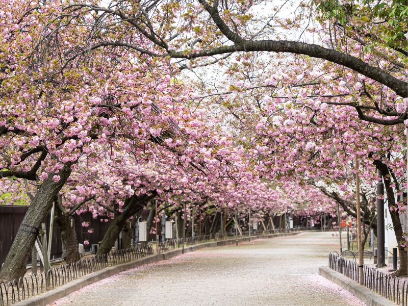 cherry-blossoms-in-japan