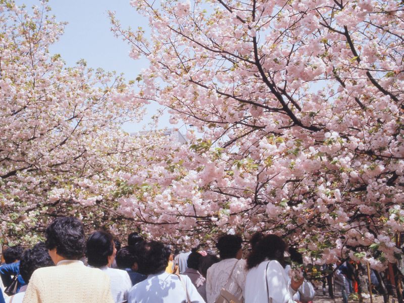 cherry-blossoms-in-japan