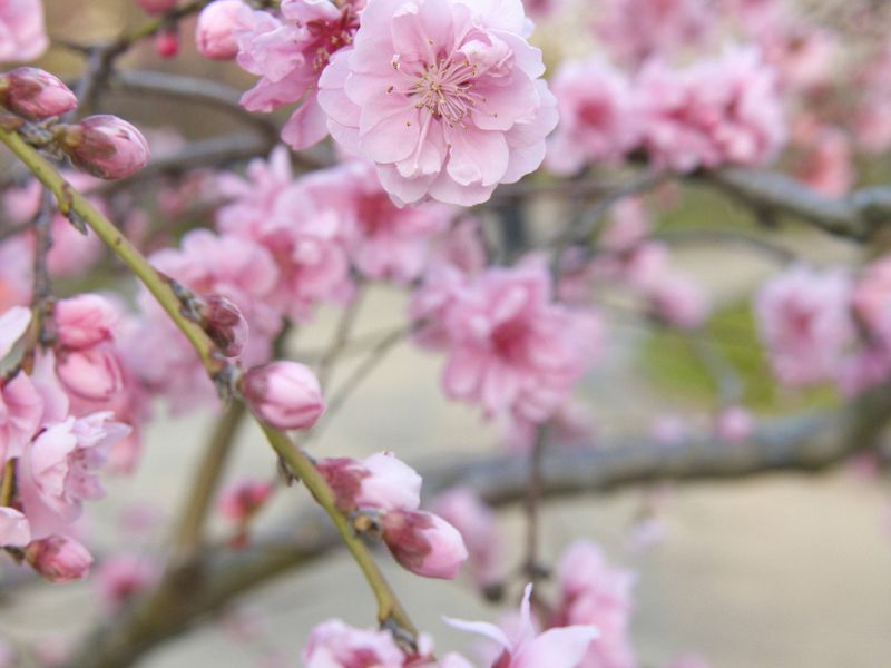 cherry-blossoms-in-japan