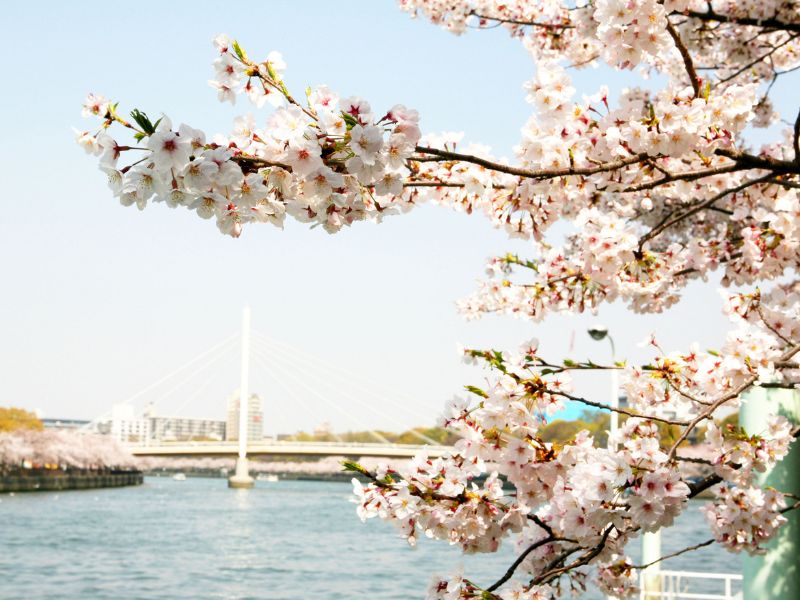 cherry-blossoms-in-japan