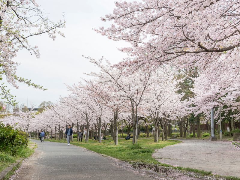cherry-blossoms-in-japan