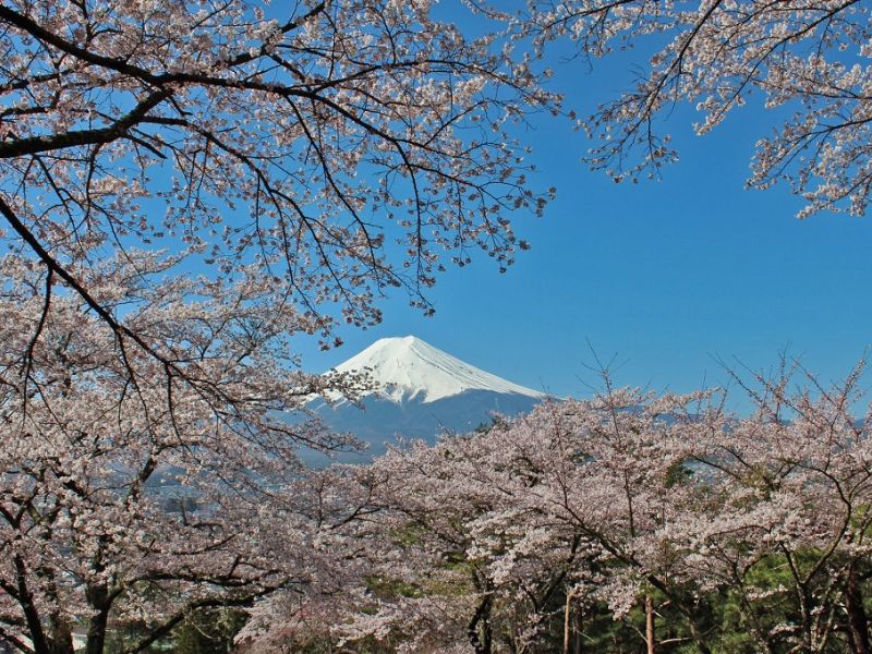 cherry-blossoms-in-japan