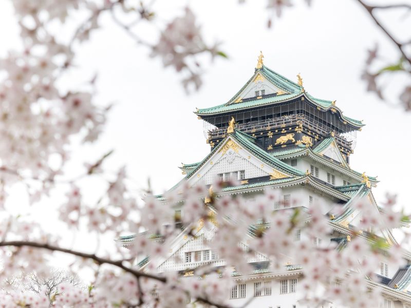 cherry-blossoms-in-japan