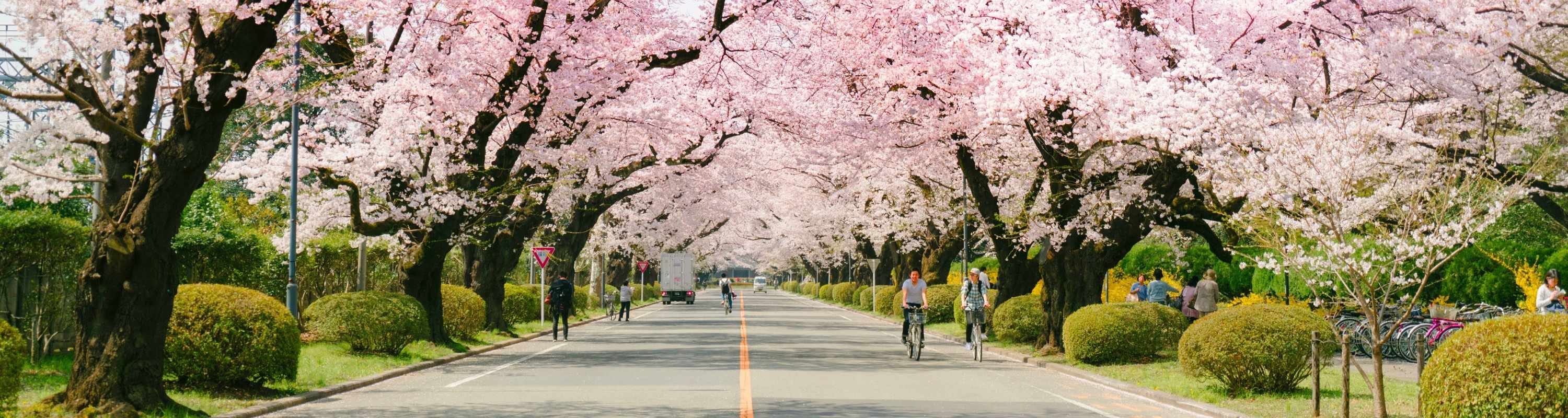 cherry-blossoms-in-japan