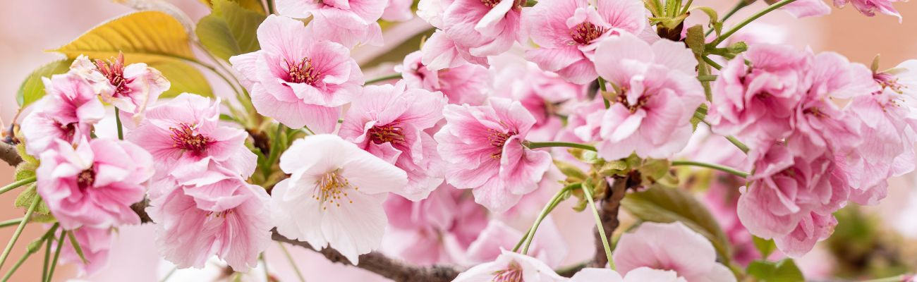 cherry-blossom-in-japan