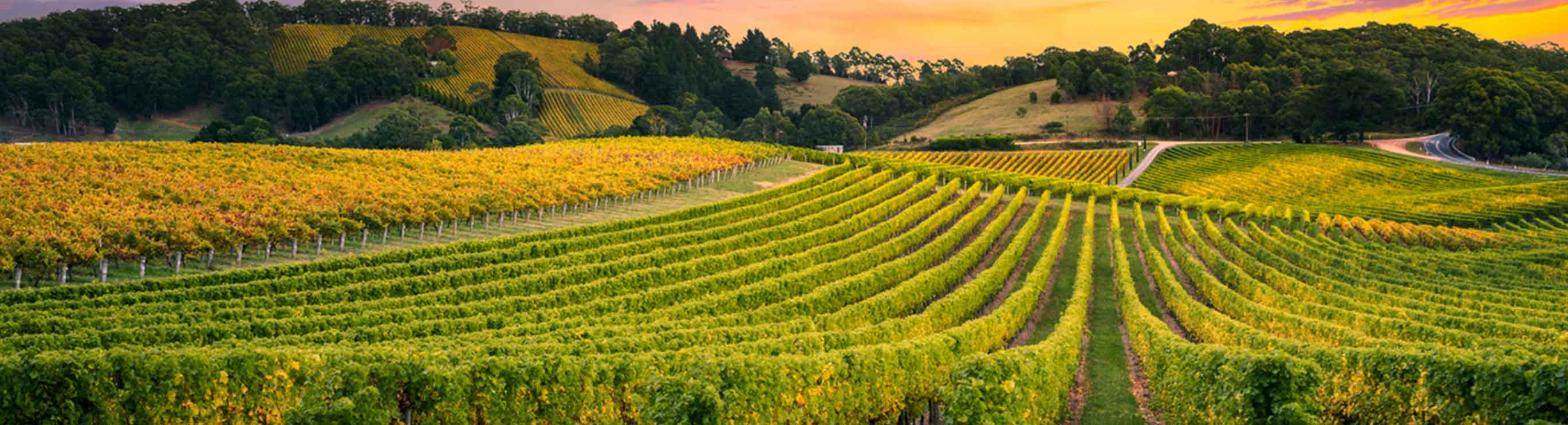 Vineyard Sunset stock photo
