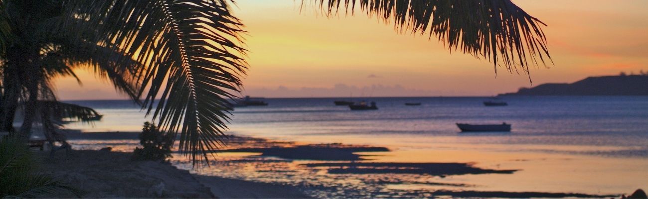 Fiji palm tree beach