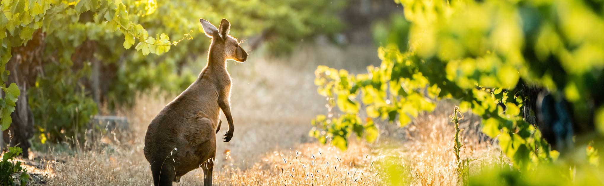 Kangaroo in Vineyard