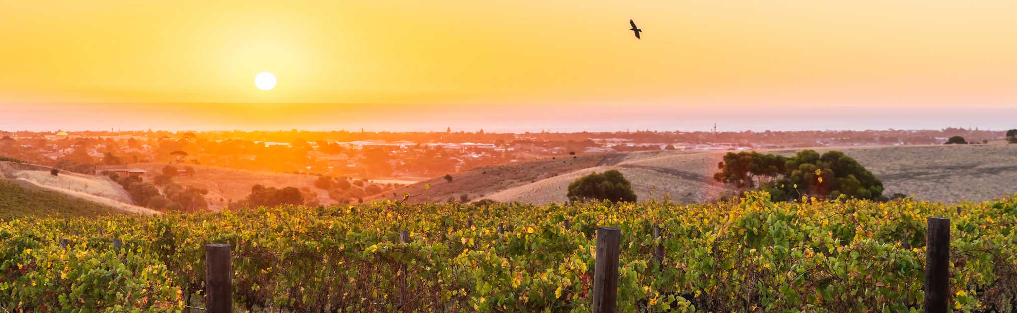 McLaren Vale wine region vineyards