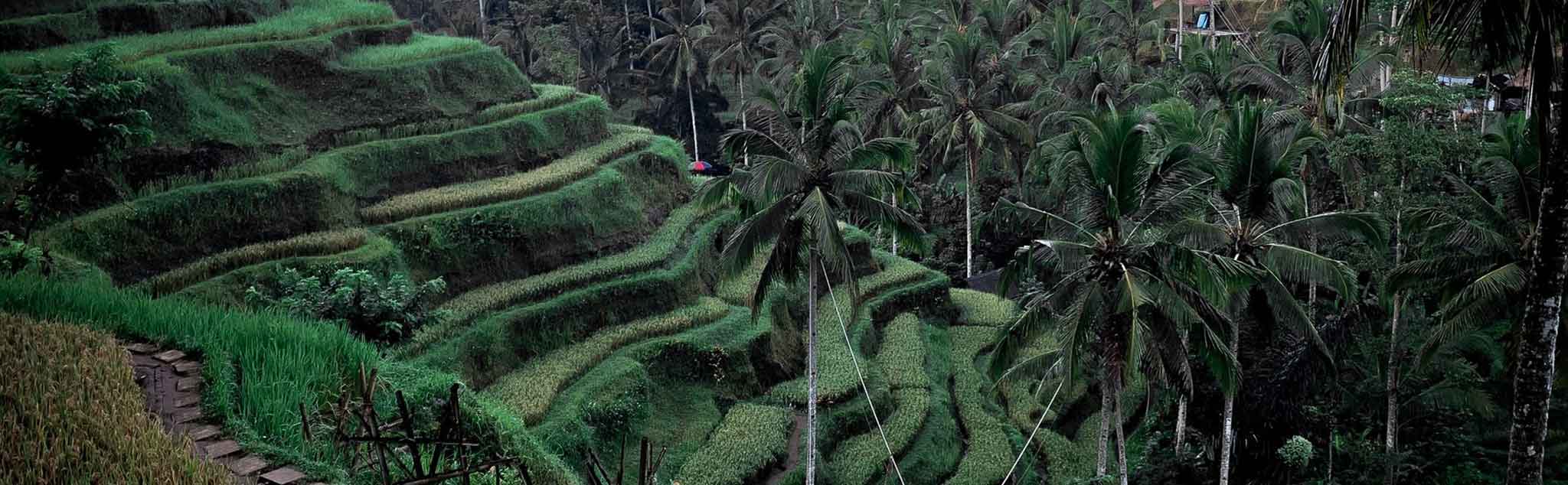 Ubud rice paddis