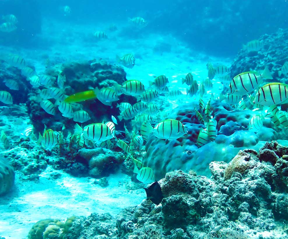 snorkelling in rarotonga underwater fish