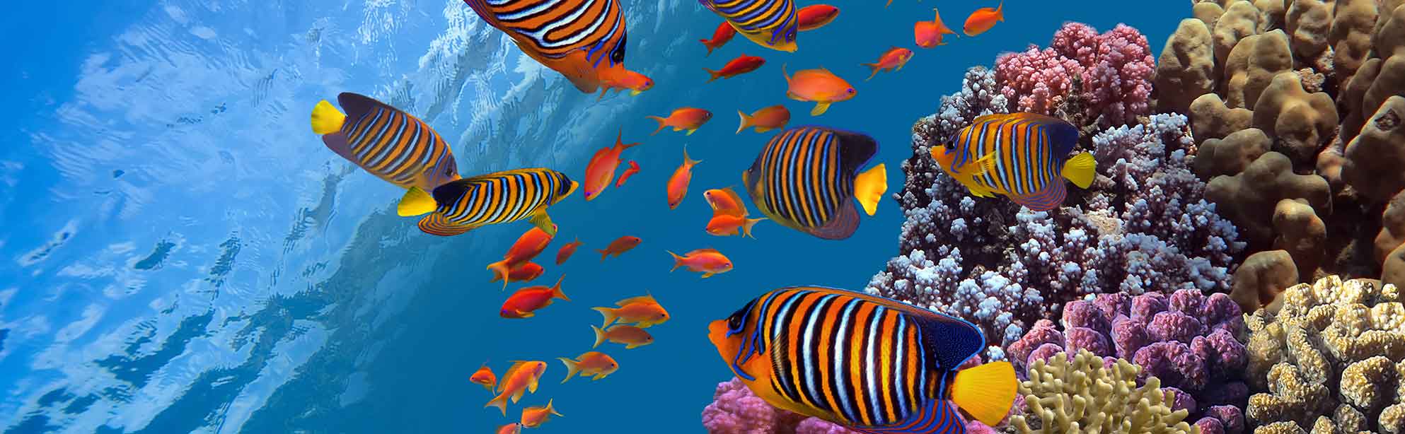 Fiji Snorkelling and diving