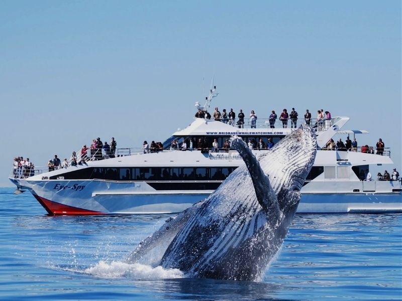 whale-watching