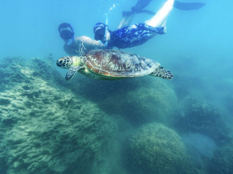 swimming-with-turtles