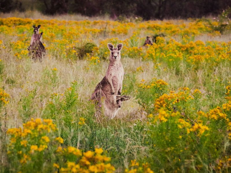 Canberra-kangaroos
