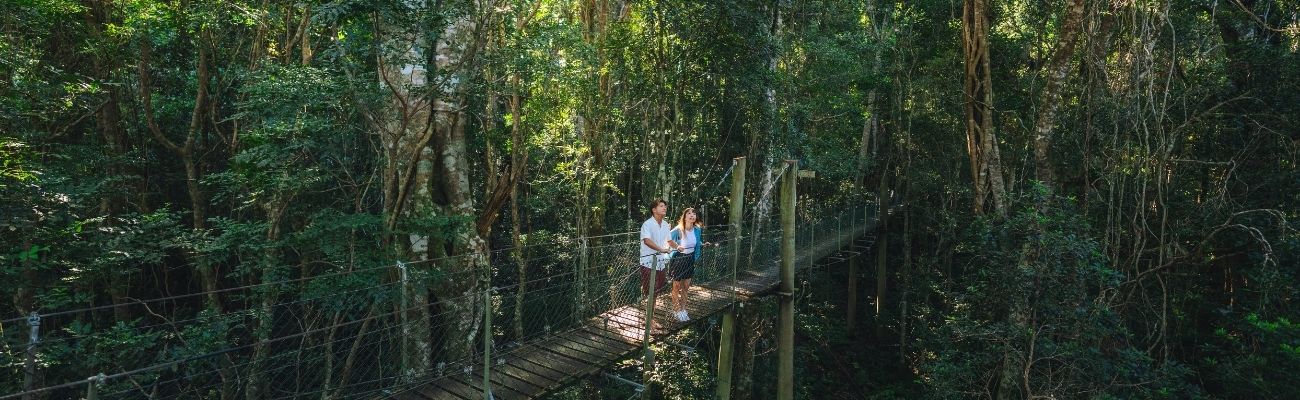 Tree top walk Gold Coast