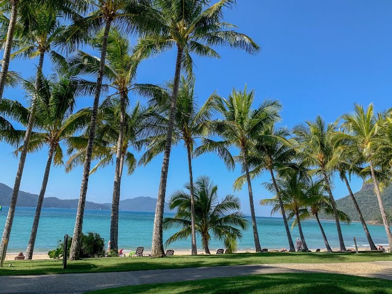 hamilton-island-plams
