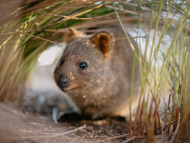 perth-rottnest-island