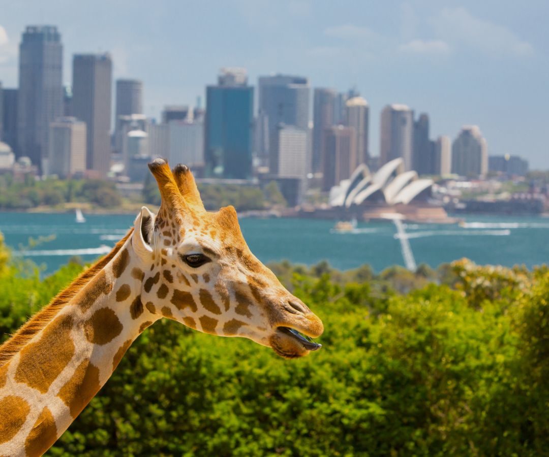 Giraffe Taronga Zoo Sydney