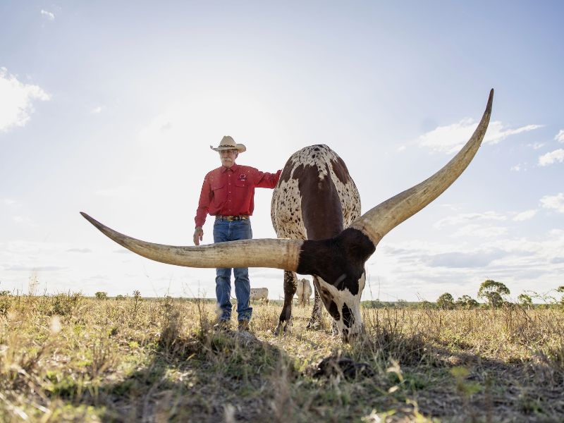 townsville-outback-cow