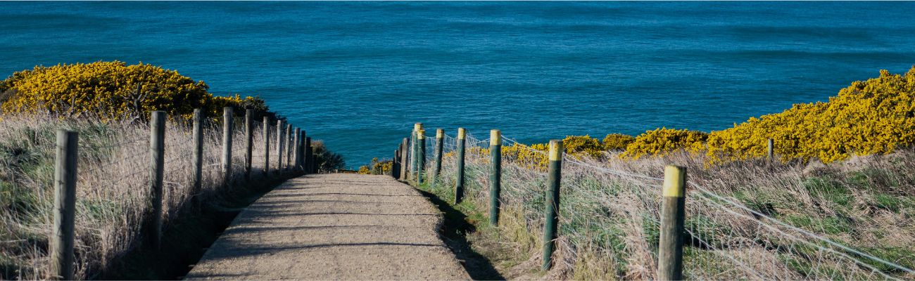 dunedin-beach