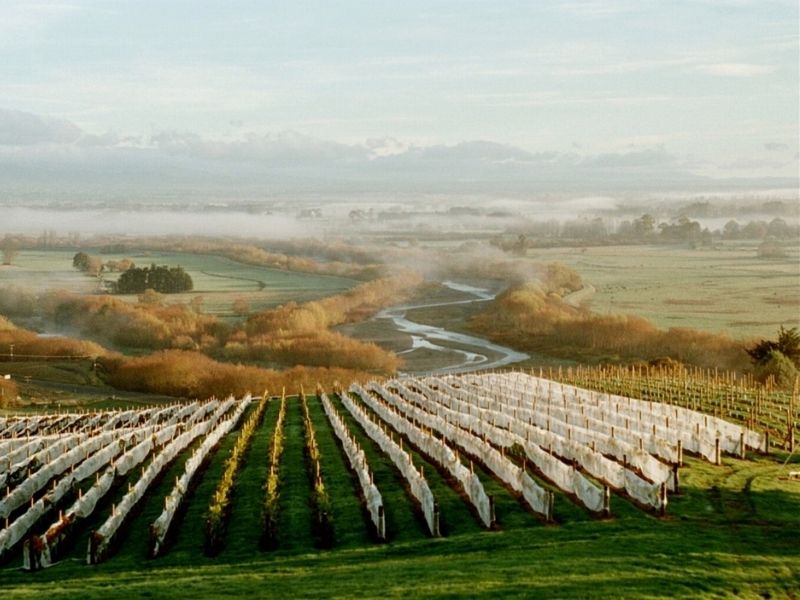 Napier vines