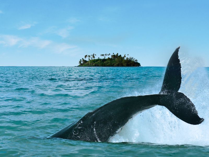 rarotonga-whale-tale