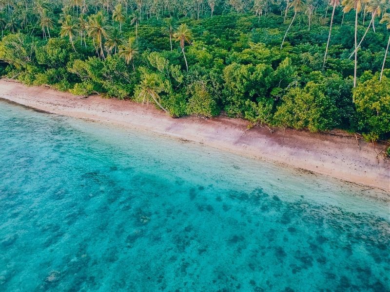 samoa-palms