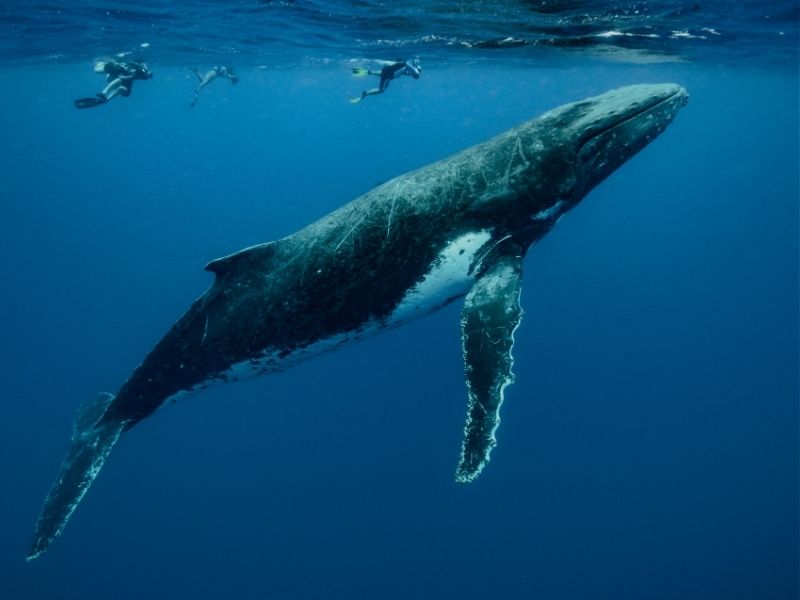 Tonga swimming with whales