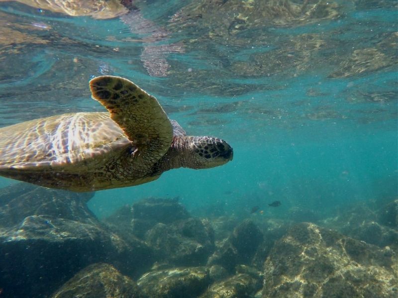 hawaii-turtle