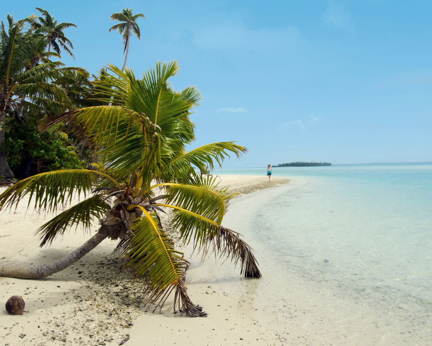 Rarotonga Aitutaki palm trees