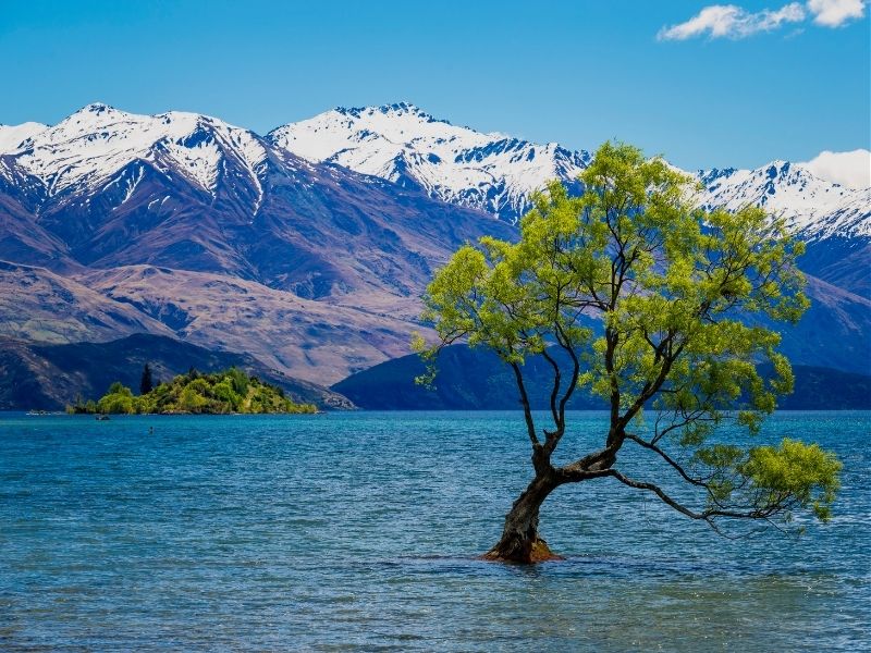 wanaka tree 800x600 wanaka tree