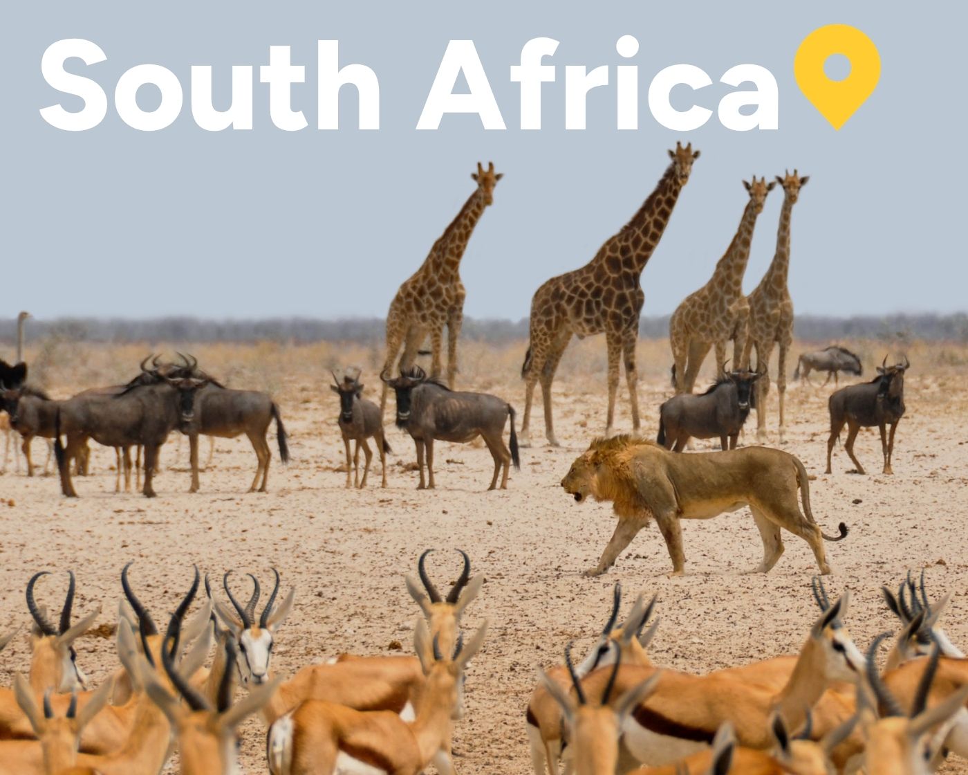 safari animals south africa