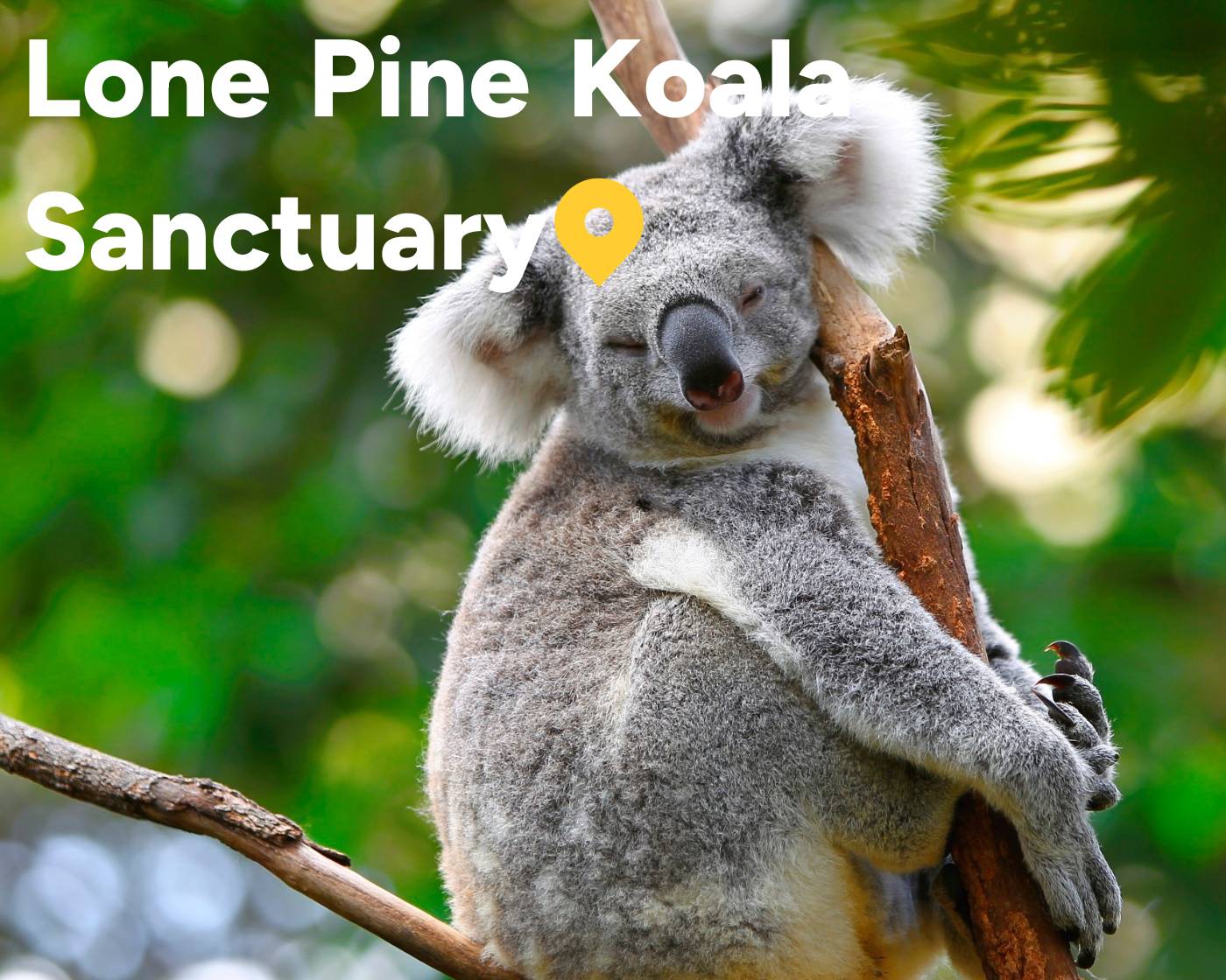 koaloa sanctuary