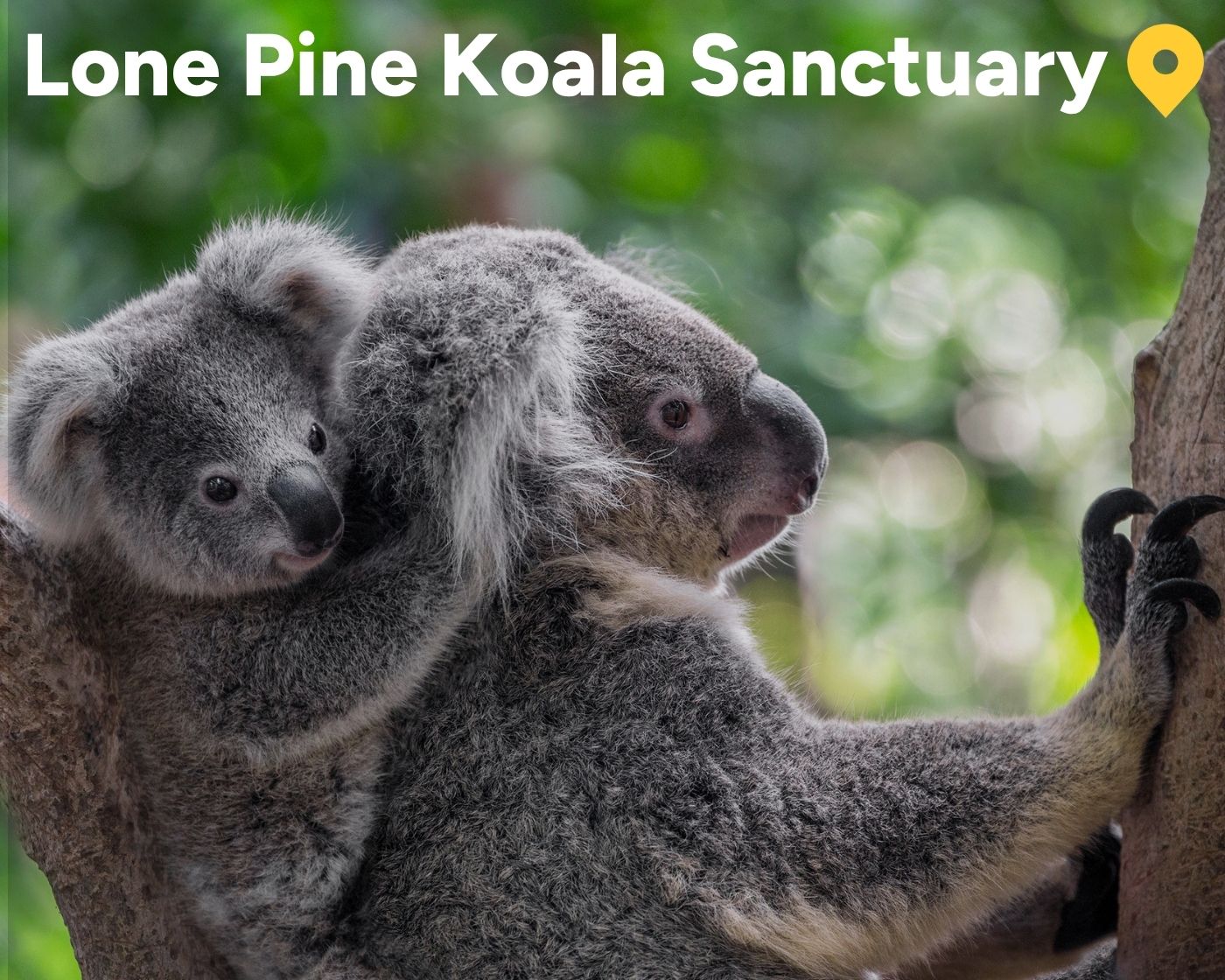 lone park koala sanctuary brisbane