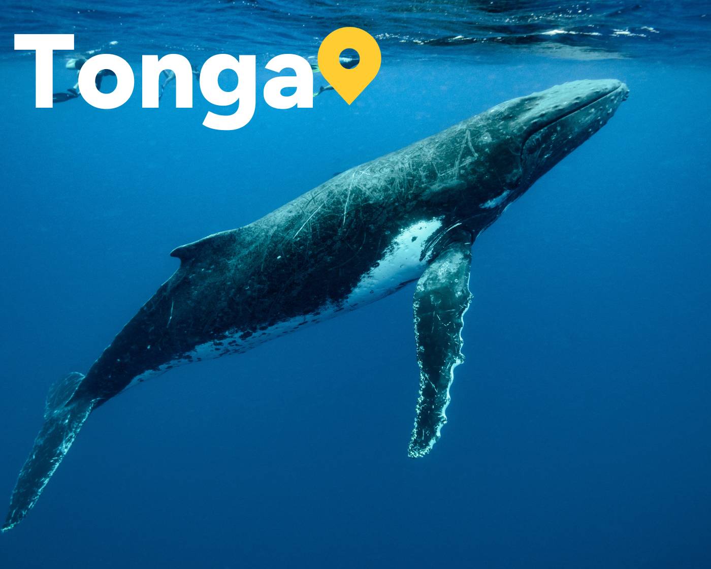 Tonga 4 Tonga-whales