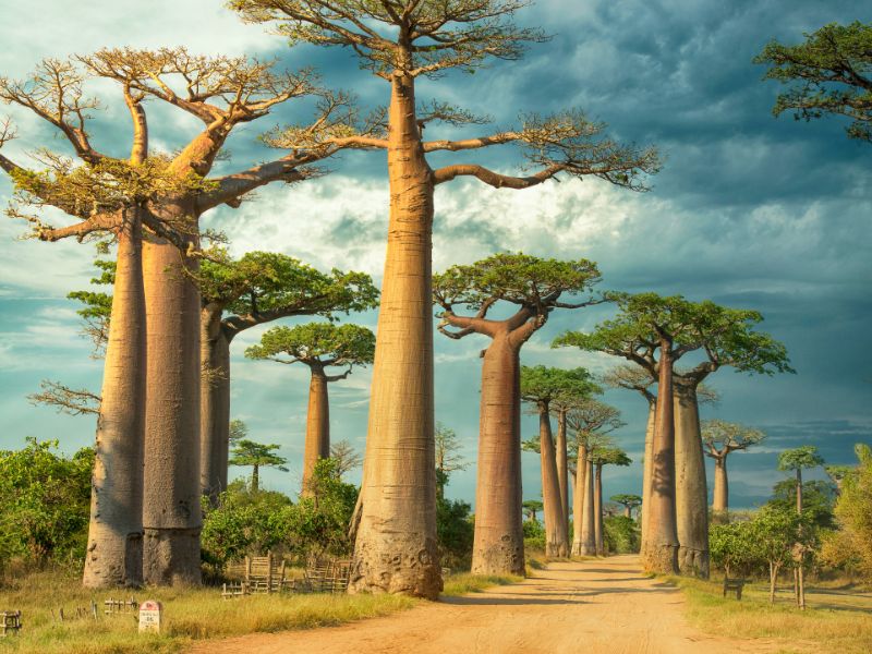 madagascar-trees