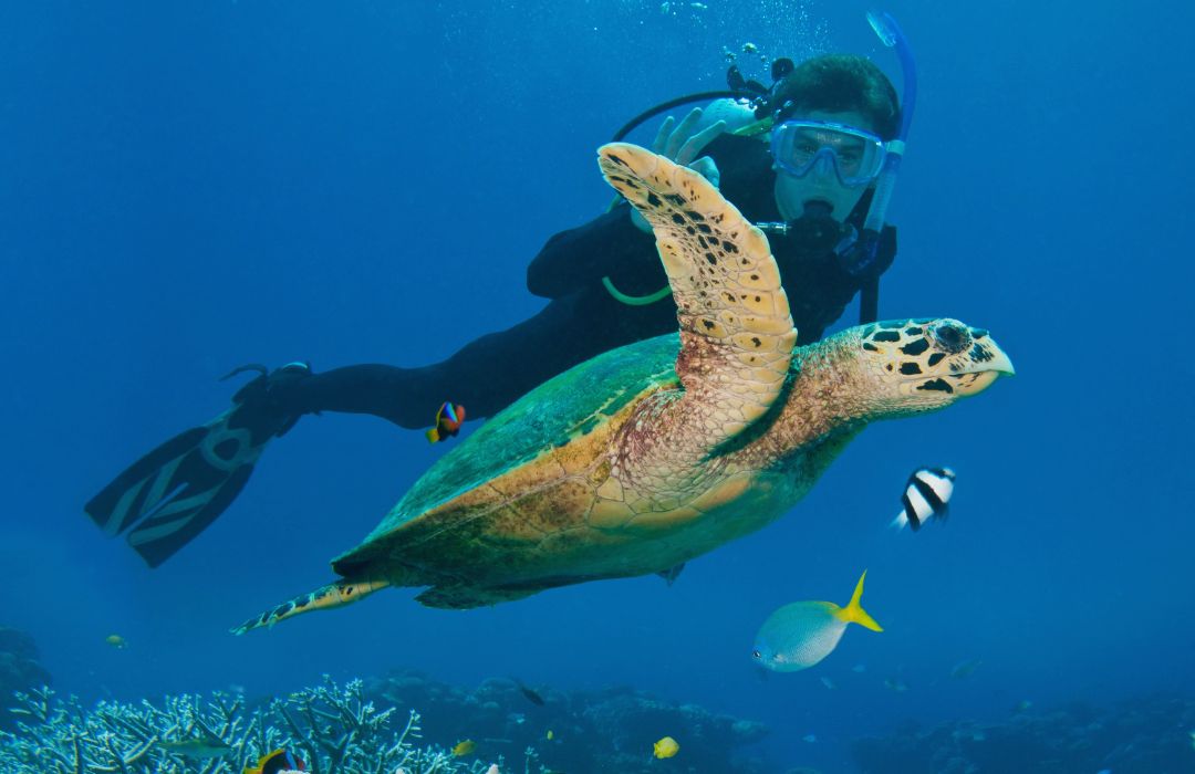 great barrier reef