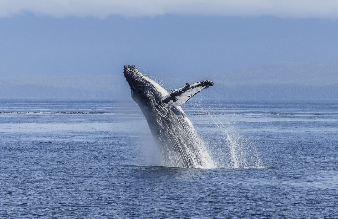 humpback whale breaching