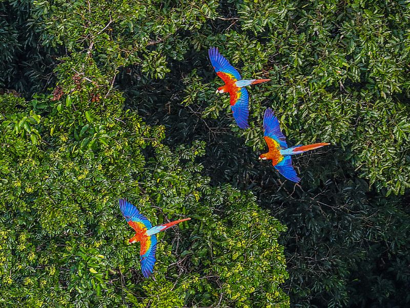 south-america-birds