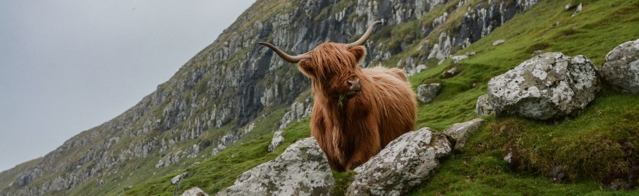 highland-cow