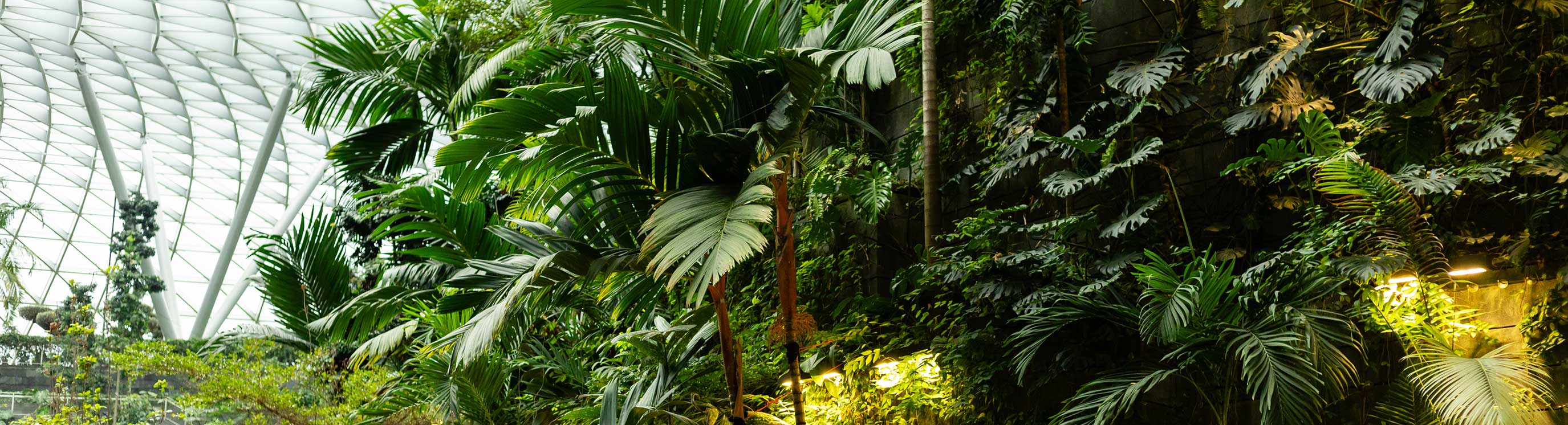 This indoor garden features many tropical plants and trees in a public space. Bright lights shine on the green foliage. Visitors can enjoy the vibrant scenery in Singapore's airport stock photo
